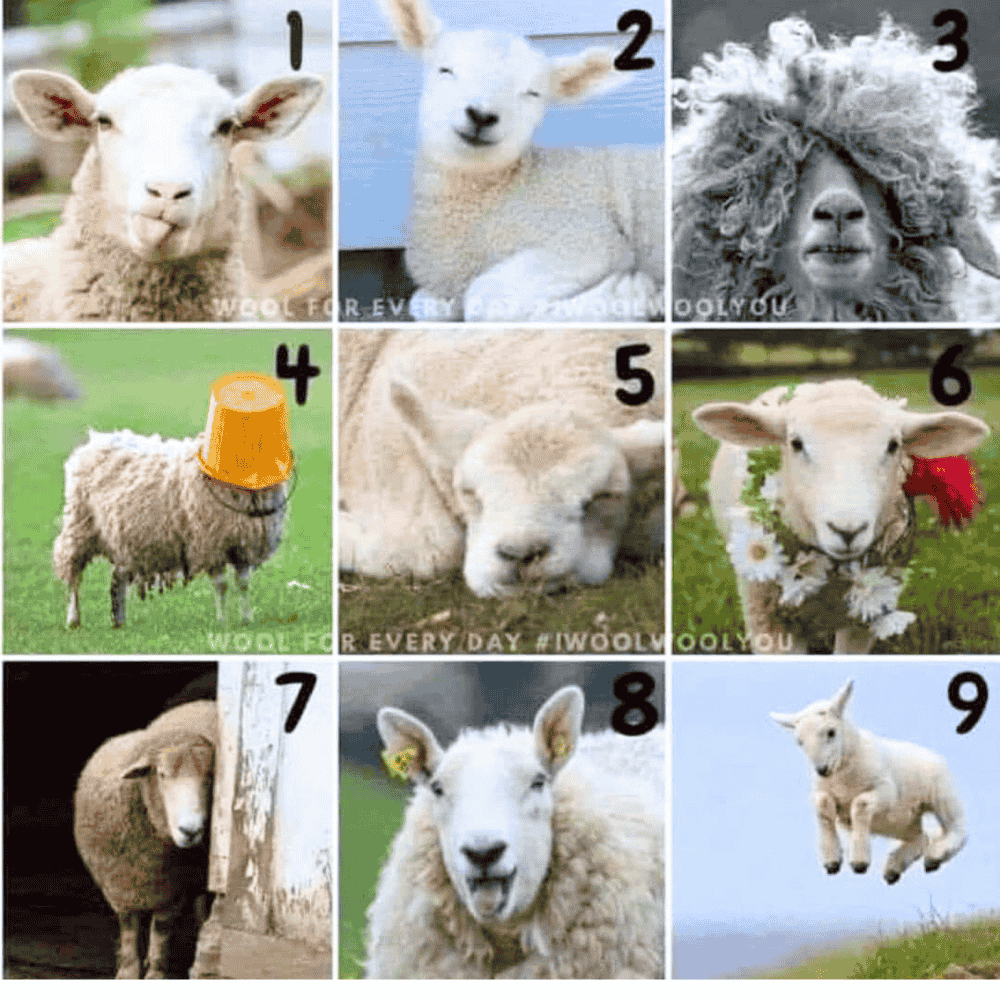 Sheep Scale.png